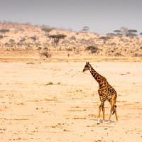 Masai Giraffe