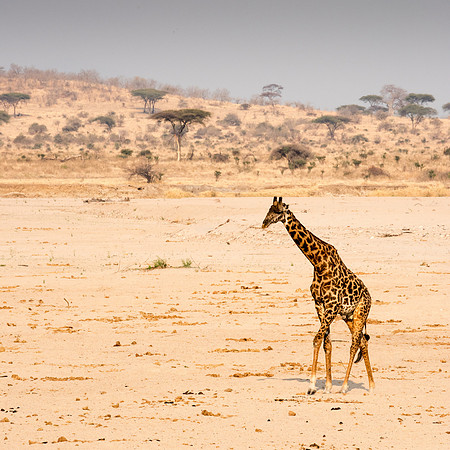 Masai Giraffe