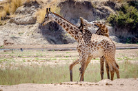 Giraffe Fighting with Necks -2