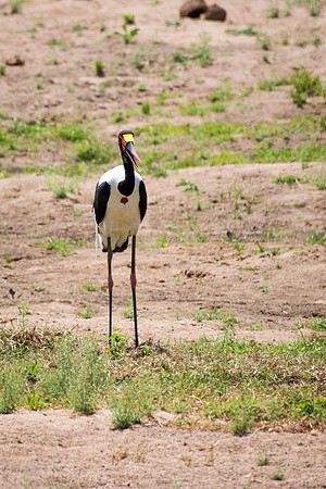 Saddle Billed Stork