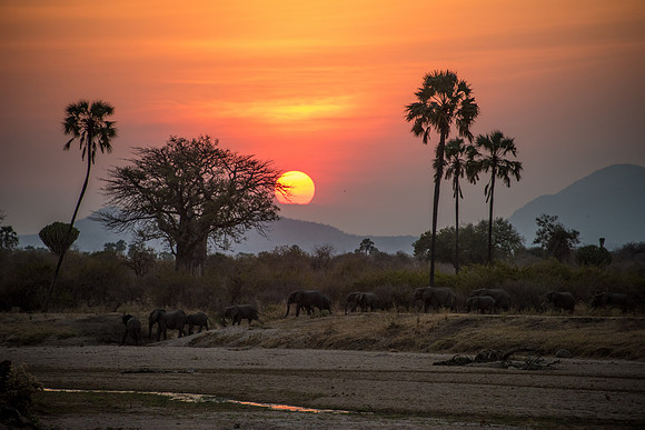Sunset & Elephants