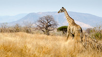 Masai Giraffe -3