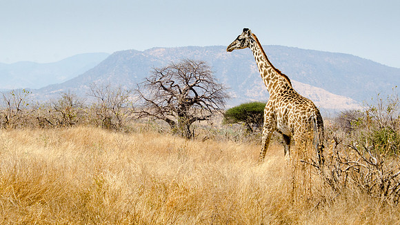 Masai Giraffe -3