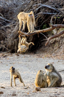 Baboons Playing