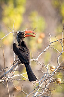 Crowned Hornbill