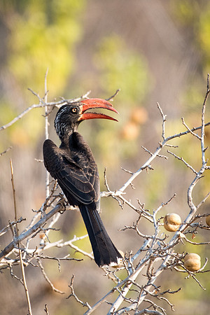Crowned Hornbill