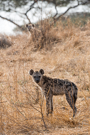 Hyena