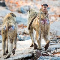Baboon Baby Hitching a Ride