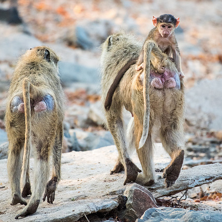 Baboon Baby Hitching a Ride