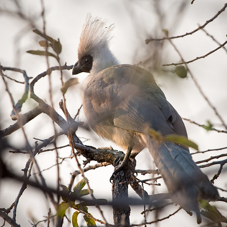 Bare-faced Go-away-bird -2