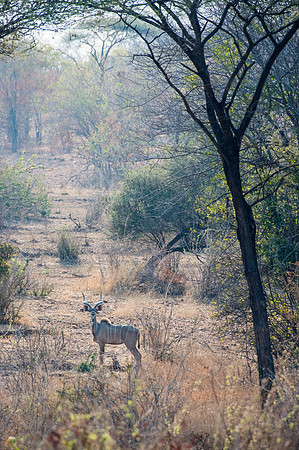 Kudu (m)