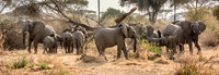 Elephant Family