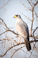 Eastern Chanting Goshawk