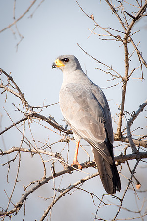 Eastern Chanting Goshawk