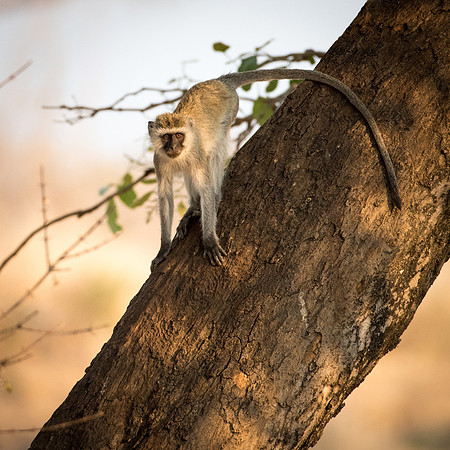 Vervet Monkey