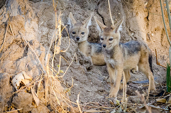 Jackall Cubs