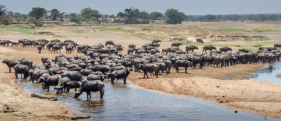 Buffalo in River