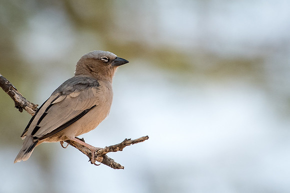 Grey-capped Social-weaver
