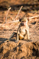 Baboon Baby -2