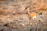 Dik-Dik (f)
