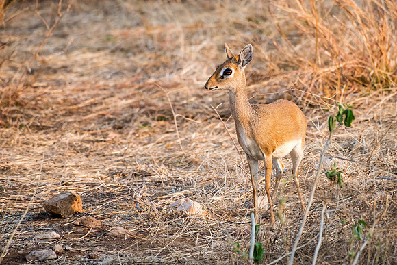 Dik-Dik (f)