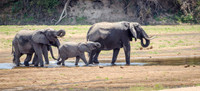 Elephants Walking Through River