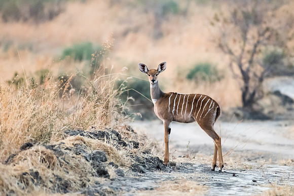 Kudu