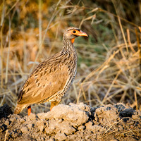 Red Necked Francolin