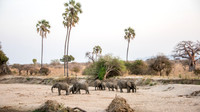 Elephants in River Bed