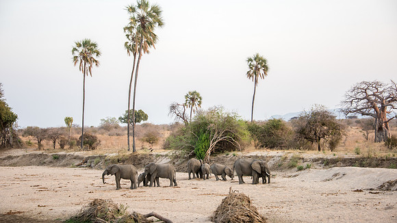 Elephants in River Bed