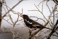 Redbilled Buffalo Weaver