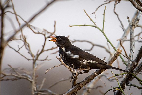 Redbilled Buffalo Weaver