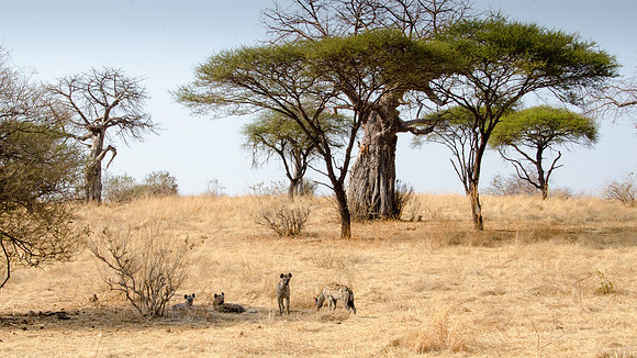 Hyena Family