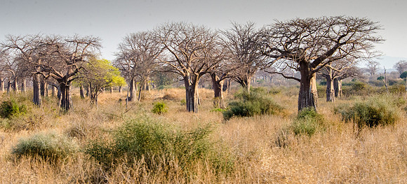 Baobab Trees
