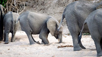 Elephants Digging in Sand for Filtered Water -1