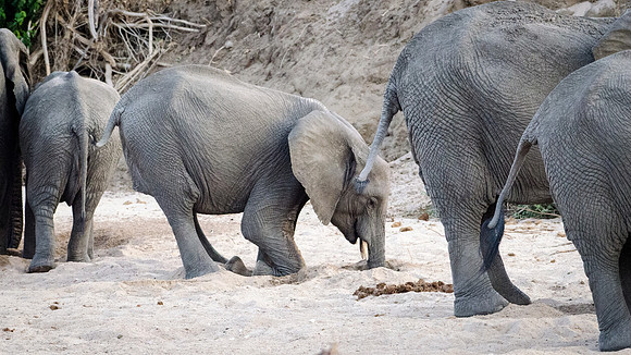 Elephants Digging in Sand for Filtered Water -1