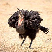 Southern Ground Hornbill