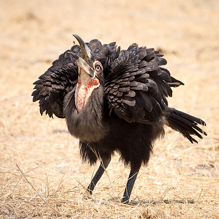 Southern Ground Hornbill