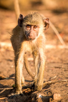 Baboon Baby -1