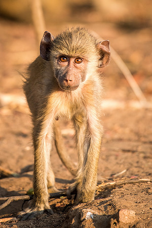 Baboon Baby -1