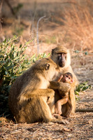 Baboons with Baby