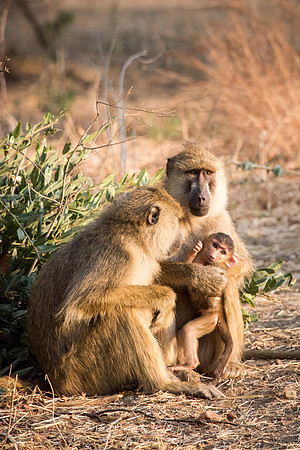 Baboons with Baby