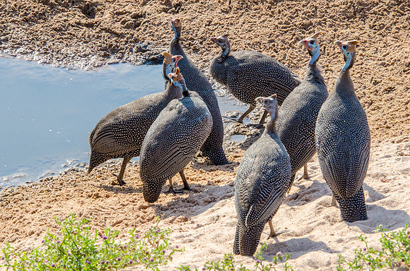 Helmeted Guineafowl