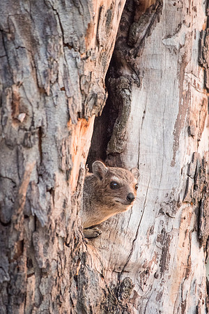 Tree Hyrax