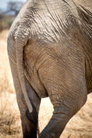 Elephant Behind