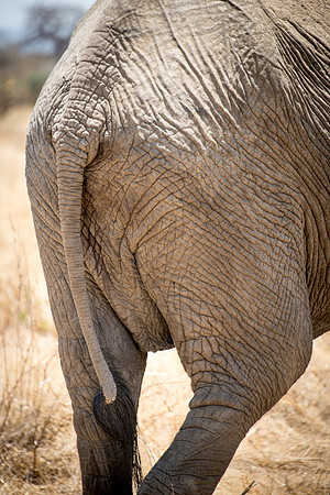 Elephant Behind