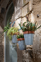 Plants