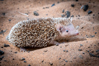 Tenrec - Ifaty Spiny Forest -3