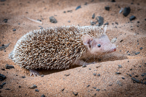Tenrec - Ifaty Spiny Forest -3