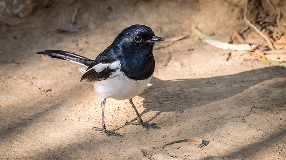 Madagascar Magpie Robin -2